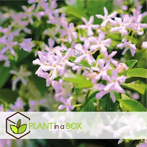 Jasmin toscan rose - 6