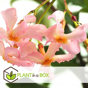 Jasmin toscan rose - 6