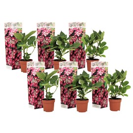 Hydrangea teller roze - 6