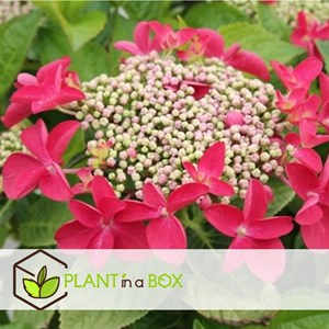 Hydrangea teller roze - 6