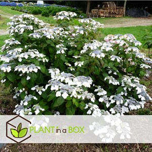 Hydrangea teller blanc - 6