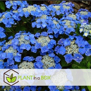 Hydrangea teller bleu - 6