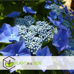 Hydrangea teller bleu - 6