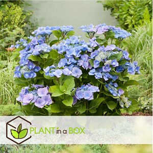 Hydrangea teller bleu - 6