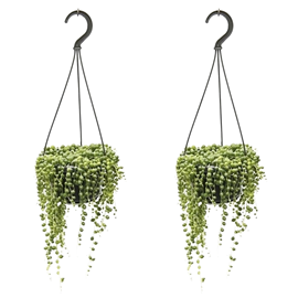 Senecio rowleyanus string of pearls -2