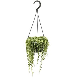Senecio rowleyanus string of pearls