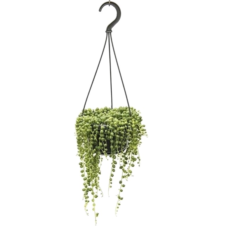 Senecio rowleyanus string of pearls