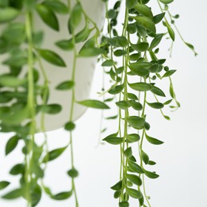 Senecio rowleyanus string of pearls