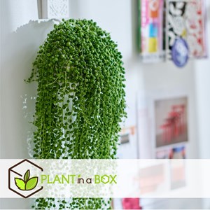 Senecio rowleyanus string of pearls