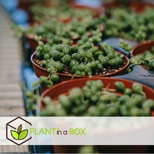 Senecio rowleyanus string of pearls