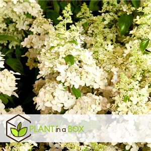 Xl hydrangea paniculata confetti