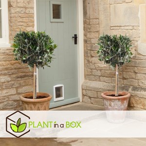 Olivier sur tige avec panier - 2