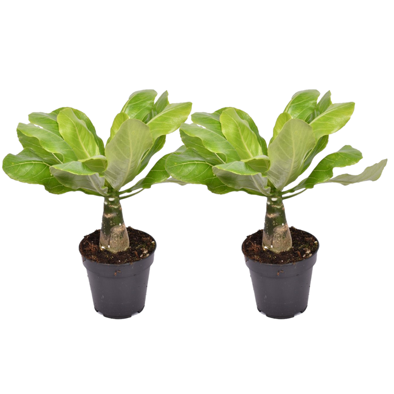 Brighamia insignis - 2