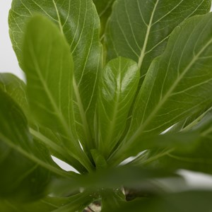 Brighamia insignis - 2