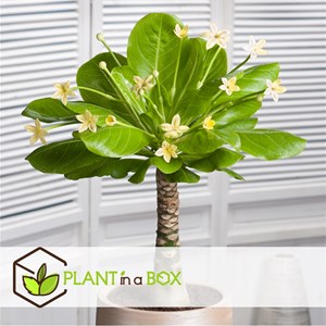 Brighamia insignis - 2