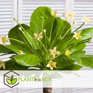 Brighamia insignis - 2