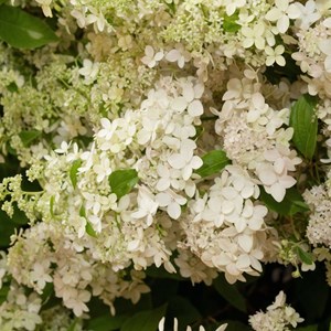 Xl hydrangea paniculata confetti - 2