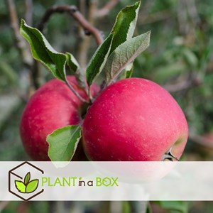 Pommier malus elstar