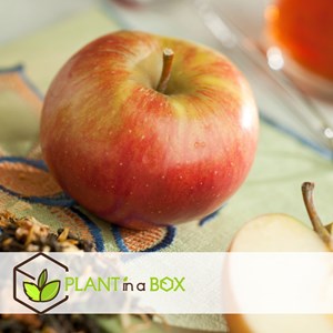 Pommier malus elstar