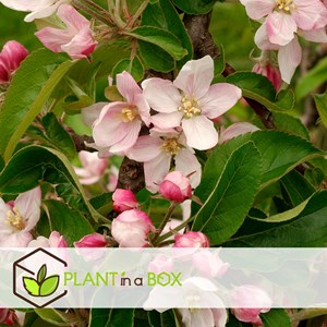 Pommier malus elstar