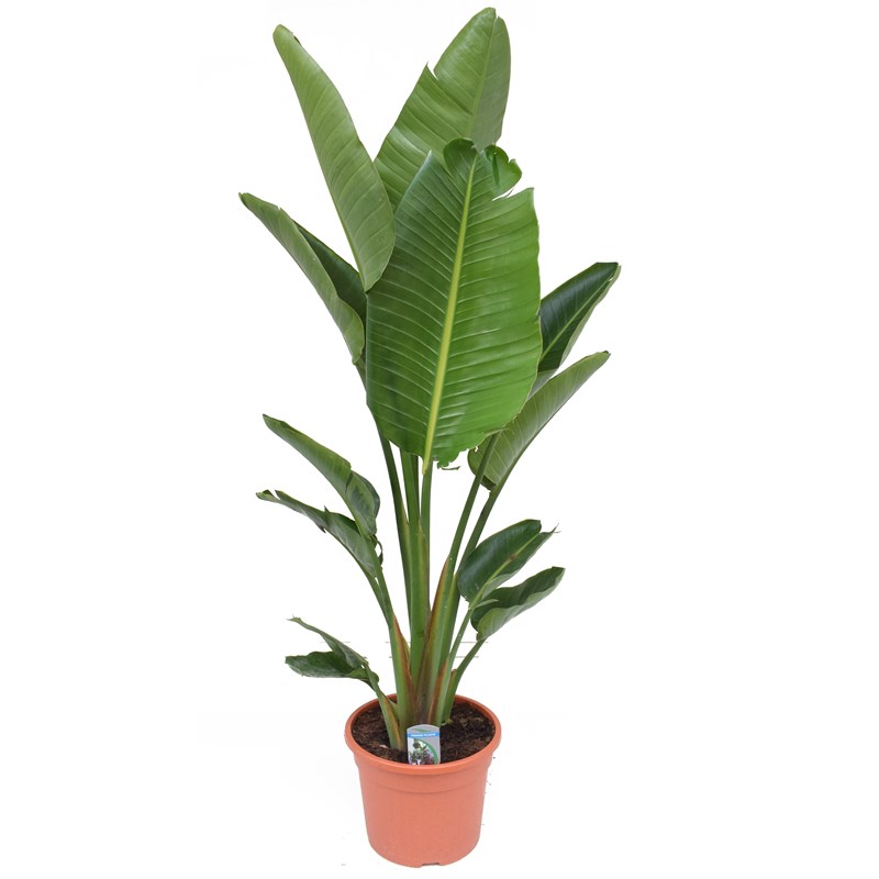 Xxl strelitzia nicolai bird of paradise