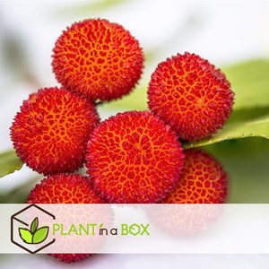 Arbutus unedo strawberry tree - 6