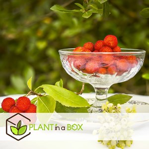 Arbutus unedo strawberry tree - 6