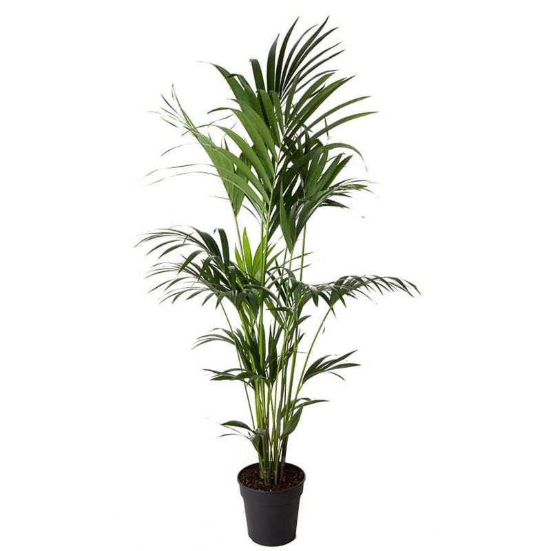 Xxl kentia palmier howea forsteriana