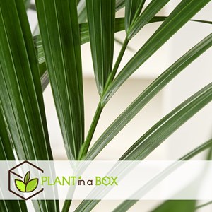 Xxl kentia palmier howea forsteriana