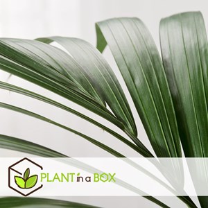 Xxl kentia palmier howea forsteriana