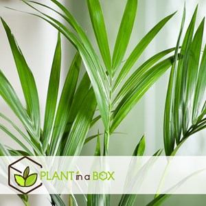 Xxl kentia palmier howea forsteriana