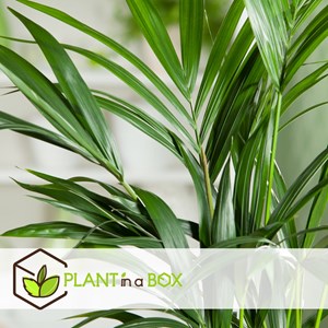 Xxl kentia palmier howea forsteriana