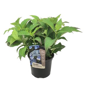 Hortensia summerglow