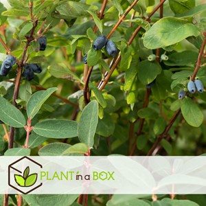 Lonicera kamtschatica honeysuckle - 6