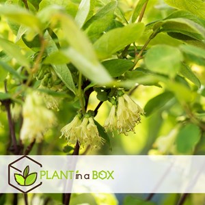 Lonicera kamtschatica honeysuckle - 6