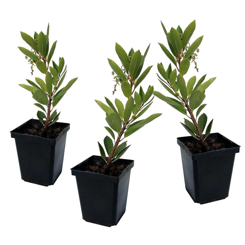 Arbutus unedo strawberry tree - 3