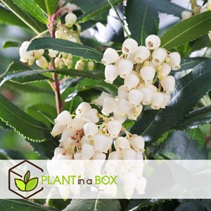 Arbutus unedo strawberry tree - 3