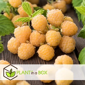 Framboise jaune fallgold - 3