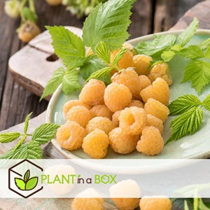 Framboise jaune fallgold - 3