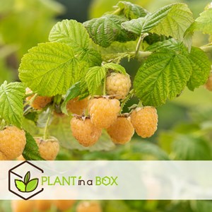 Framboise jaune fallgold - 3