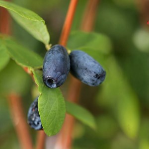 Lonicera kamtschatica honeysuckle - 3