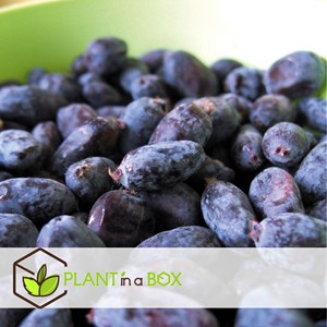 Lonicera kamtschatica honeysuckle - 3