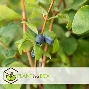 Lonicera kamtschatica honeysuckle - 3