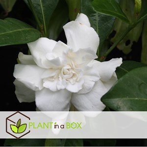 Gardenia jasminoides