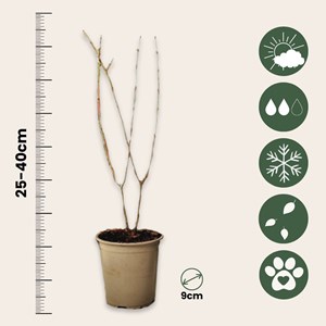 Punica granatum granaatappel - 6