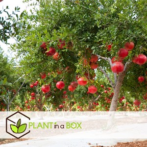 Punica granatum granaatappel - 6