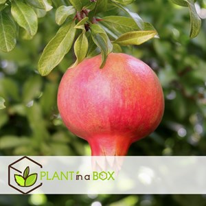 Punica granatum granaatappel - 6