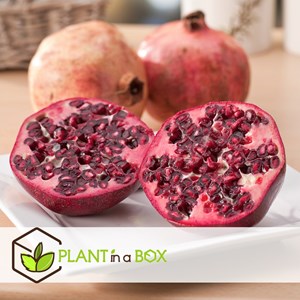 Punica granatum granaatappel - 3