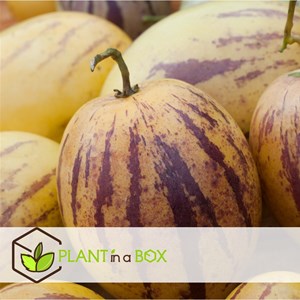 Pepino gold melon pear - 6