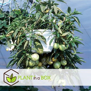 Pepino gold melon pear - 6